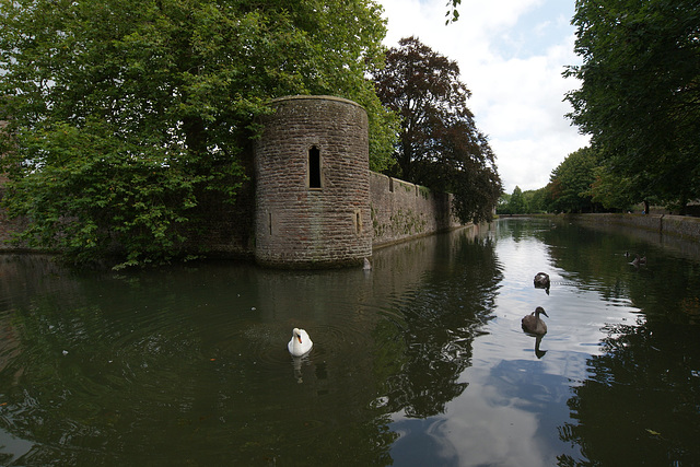 Swans On The Bishop's Palace Moat