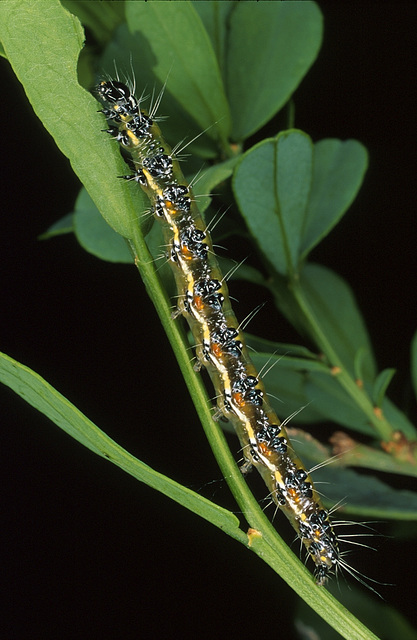 Lepidoptera, Pyralidae, Uresiphita ornithopteralis