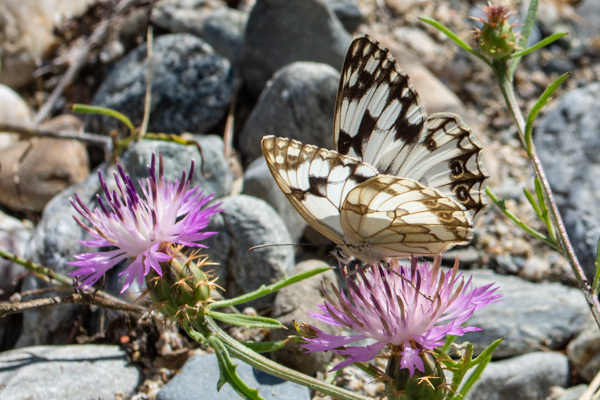 Iberian Marbled White-DSD1714