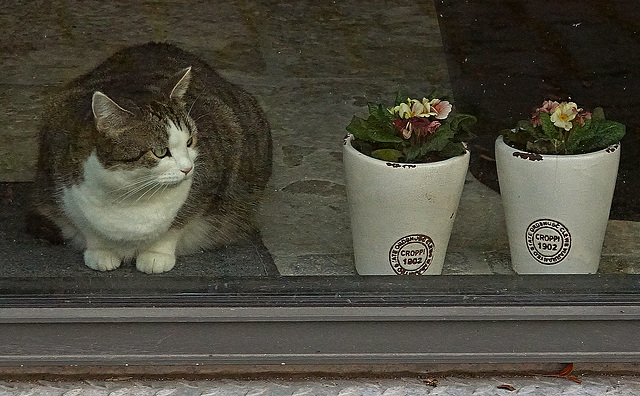 Schaufenster