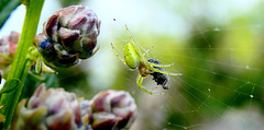 L'araignée courge...