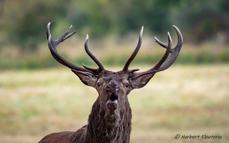 P9193997 Cerf - Brame Portrait