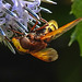 20210802 2336CPw [D~LIP] Hornissen-Schwebfliege (Volucella zonaria), Kugeldistel (Echinops babaticus), Bad Salzuflen