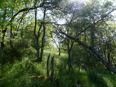 20230606 -08 Lozère tritons (95)