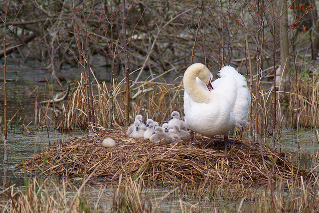 Familie Schwan 1