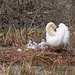 Familie Schwan 1