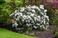 Floral Shrub