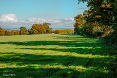 Shadows of Autumn!