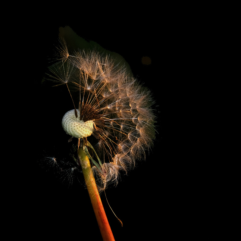 BESANCON: Une fleur de pissenlit 2