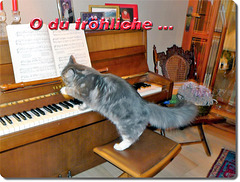 Tatzen auf den Tasten...Katzenmusik
