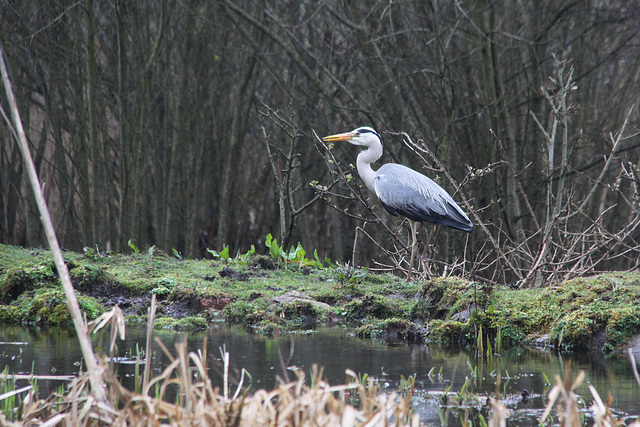 Heron