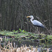 Heron