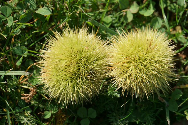 Edelkastanie (Castanea sativa)