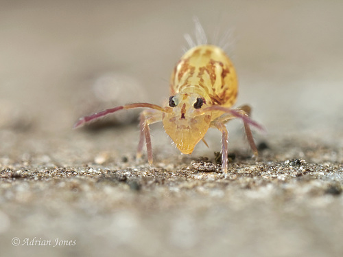 Dicyrtomina saundersi