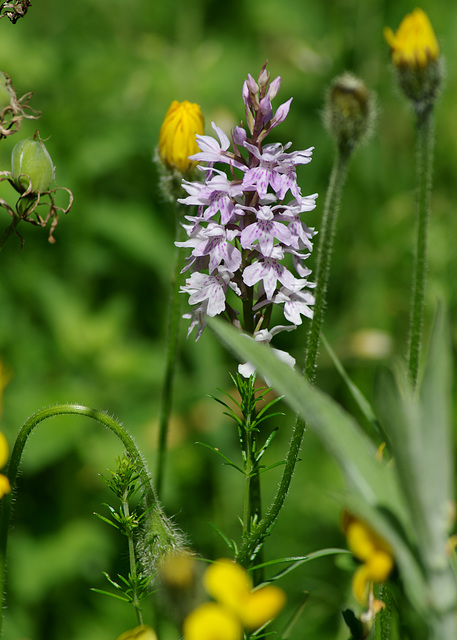 Common Spotted Orchid