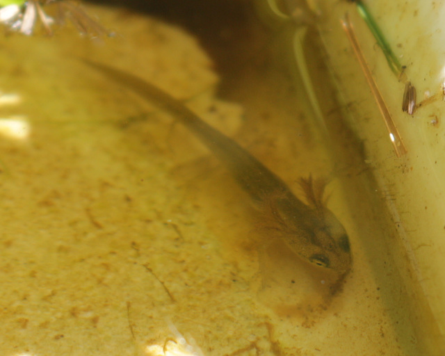 Newt tadpole