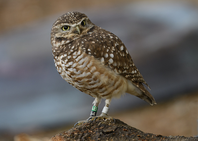 Burrowing Owl