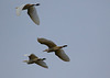 EF7A0899 Egrets