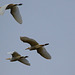 EF7A0899 Egrets