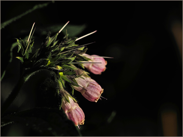 Comfrey