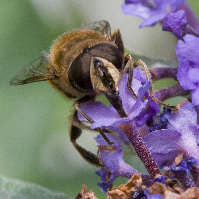 Sucking the nectar