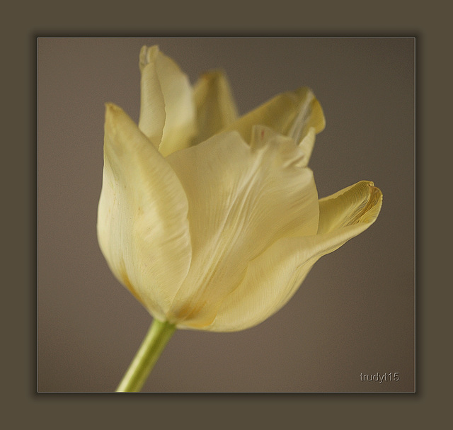 tulp