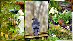 Feathered Garden Visitors