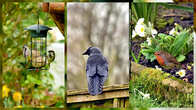 Feathered Garden Visitors