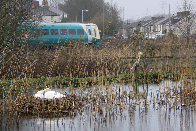 Swan-Train-Heron