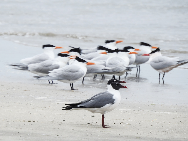 Day 4, Royal Terns & Laughng Gulls