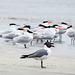 Day 4, Royal Terns & Laughng Gulls