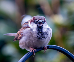 Sparrow