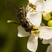 IMG 0184 Hoverflyv2