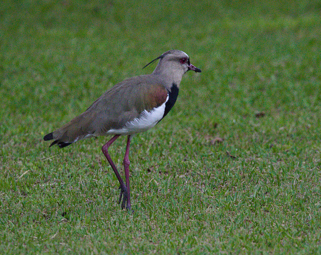 EF7A0890 Southern Lapwing
