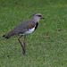 EF7A0890 Southern Lapwing