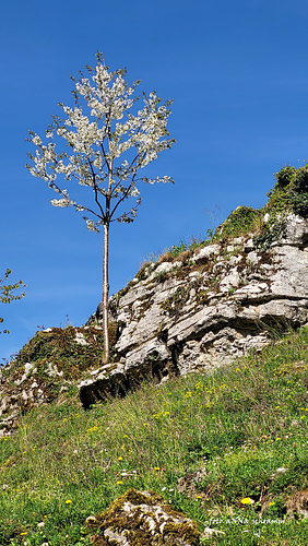 der kleine Kirschbaum