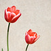 Last tulips_2025_05