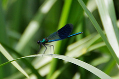 Banded Demoiselle m (Calopteryx splendens)