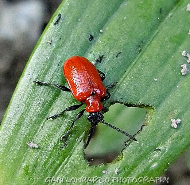 red bug