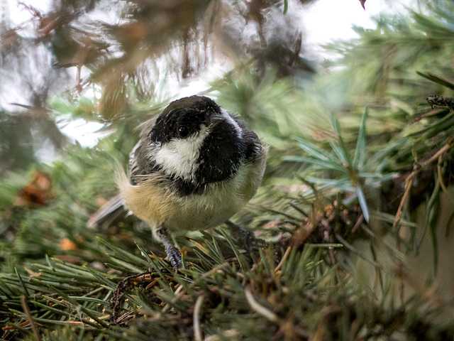 Black-capped Chickadee