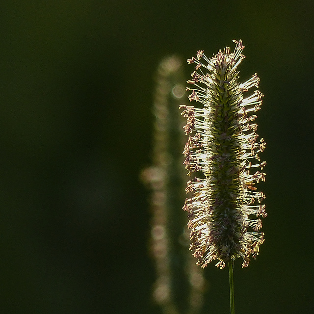 Backlit simplicity