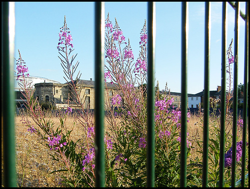 willowherb at the ROQ