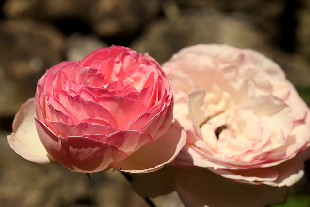 Mes roses