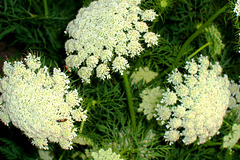 MD - Dezghingea / Dezgincä - Moldovan flora