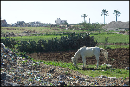 Last vestige of agriculture
