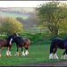 brewery horses in pasture