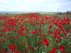 Algete: Poppy field. For Pam.