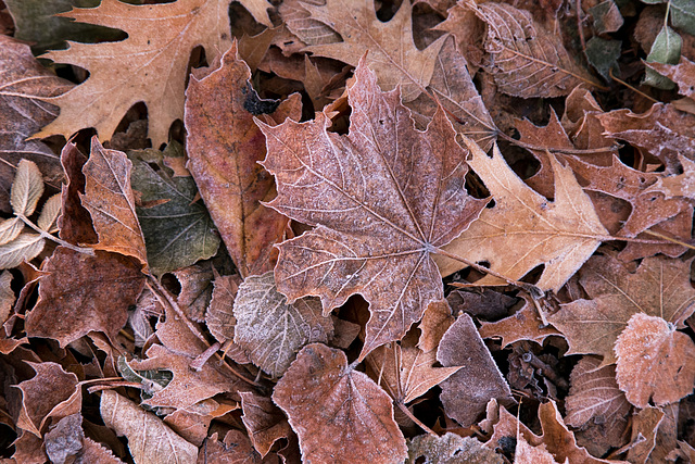 Winter leaves