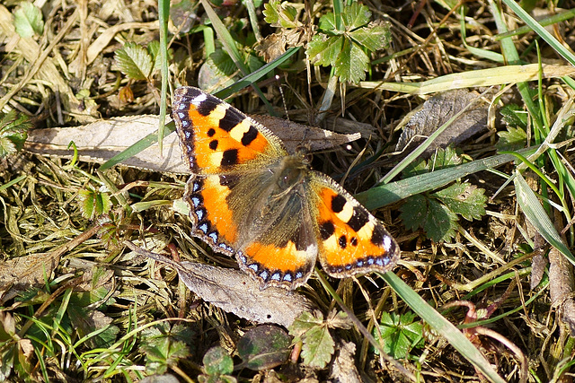 Verfrühter Kleiner Fuchs