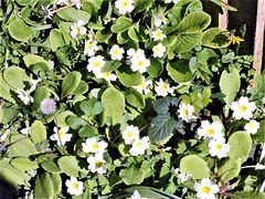 Large clumps of primroses along the fence.